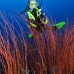 seawhip_kj_v_0705_png0009.jpg